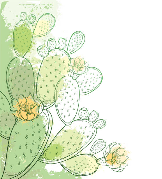 illustrations, cliparts, dessins animés et icônes de vector coin bouquet de contour indien figuier opuntia ou figue de barbarie cactus, fleur, fruit et épineux tige en vert pastel sur le fond blanc. - prickly pear fruit illustrations