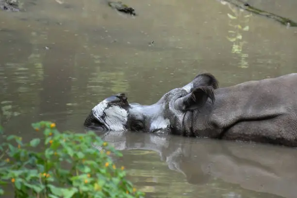 Indian rhino in a large muddy watering hole.