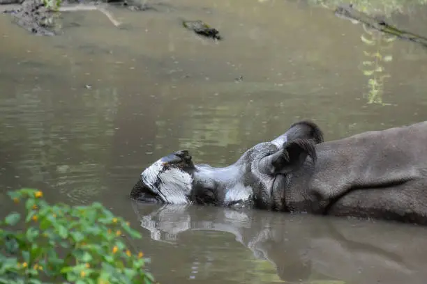 The face of a muddy Indian rhino in a watering hole.