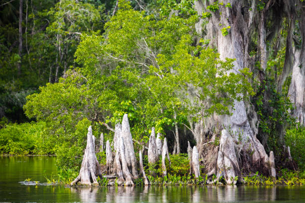 Wakulla Springs in Northern Florida