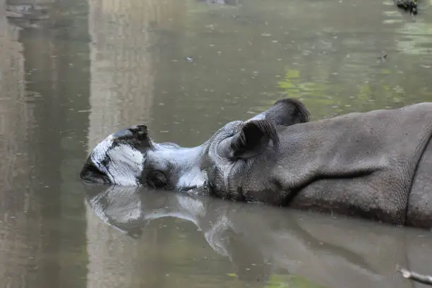 Rhinoceros cooling off in a large mud puddle.