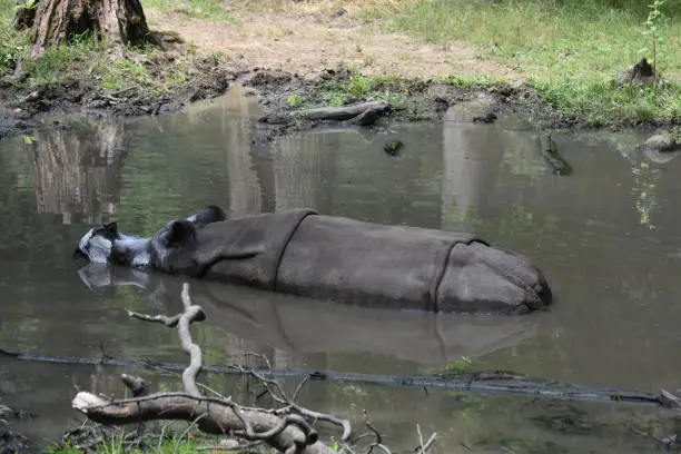 Large Indian rhinoceros wallowing in a mud hole.