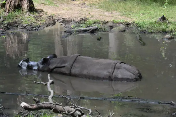 Indian rhinoceros cooling off in a large mud hole.