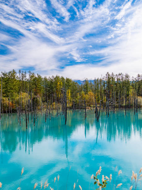 trockener baum und wald am shirogane blue pond in biei town, hokkaido, japan. die stadt biei liegt mitten in der stadt asahikawa und in der stadt furano. - biei stadt stock-fotos und bilder