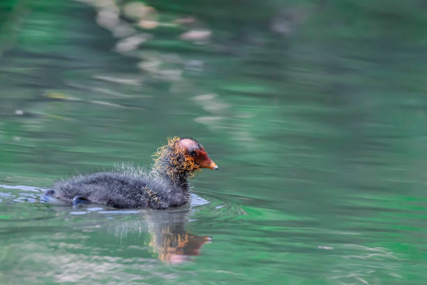 Cute and fluffy coot chick swimming in pond with green water.British wildlife in spring.New life in springtime.Bright and vibrant image with blurred background and copy space.