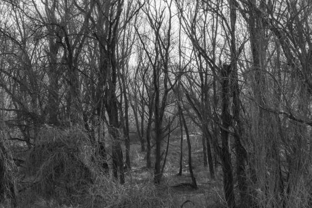 istock Winter forest on the Vistula river in Krakow, Poland 1144147782