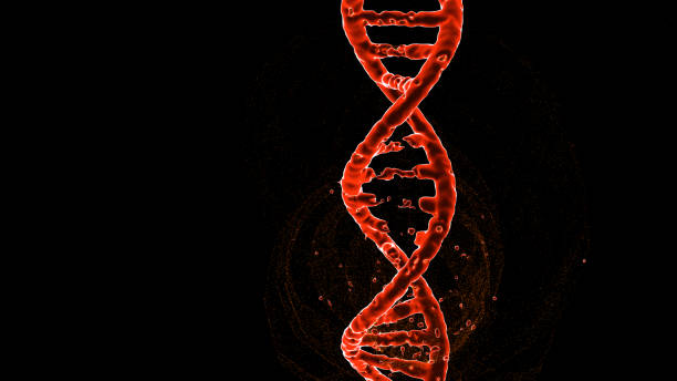 DNA molecule structure , strand , repair, editing and manipulation.3d rendering. Orange lighting,Base pairs distant 3D Illustration stock photo