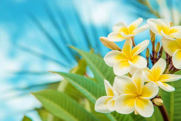 Six white flumeria flowers isolated on a white background, Frangipani cut out
