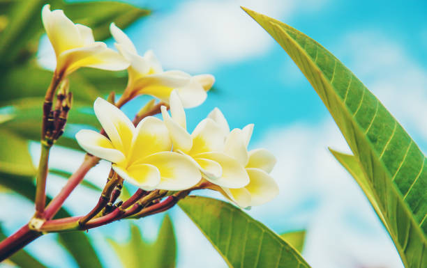 istock Plumeria flowers blooming against the sky. Selective focus. 1144148721