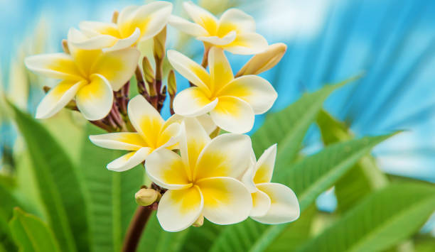 istock Plumeria flowers blooming against the sky. Selective focus. 1144148733