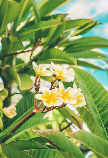 istock Plumeria flowers blooming against the sky. Selective focus. 1144148738