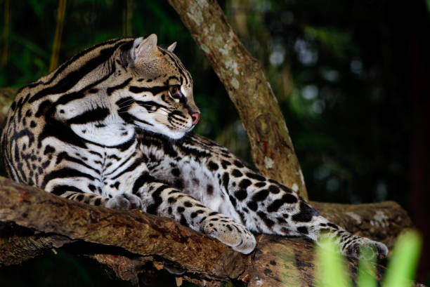 istock A black-spotted ocelot hanging out in a tree 114414897