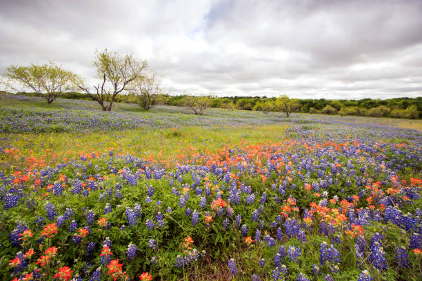 istock Spring Wildflowers in Texas Hill Country 1144149185