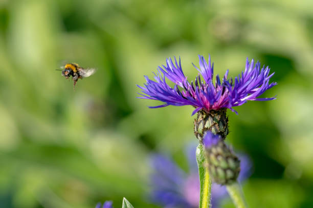 istock Cornflower with flying bumblebee in front of green blurred background 1144149296
