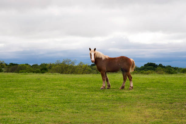 istock Horse in Pasture 1144149316
