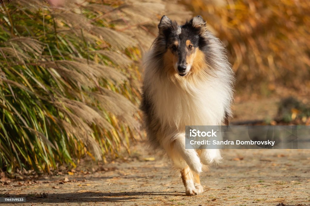 A beautiful collie with long hair out in nature Collie Stock Photo