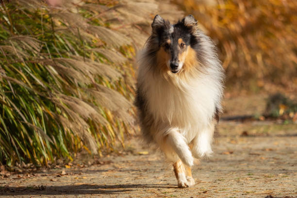 A beautiful collie with long hair out in nature A beautiful collie with long hair out in nature collie stock pictures, royalty-free photos & images
