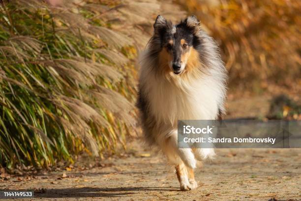 A Beautiful Collie With Long Hair Out In Nature Stock Photo - Download Image Now - Collie, Dog, Long Hair