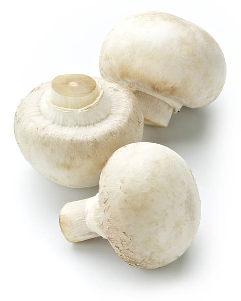 white champignon - champignon stock-fotos und bilder