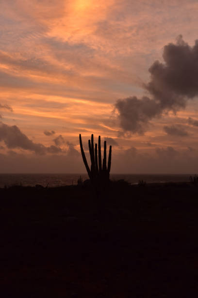 istock Cactus Silhouetted at Sunrise in Aruba 1144151664