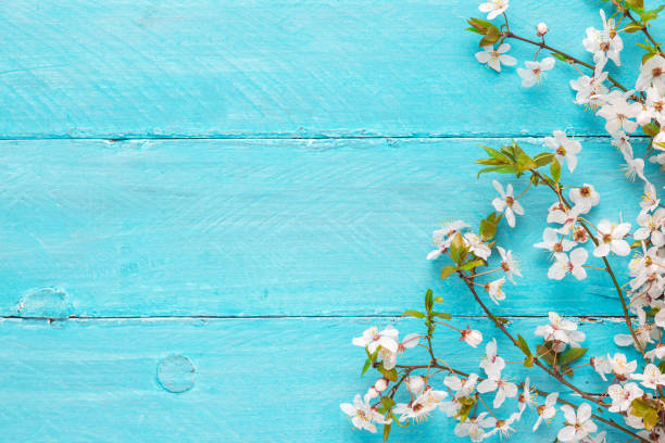istock spring flowers cherry blossoming on blue wooden background. top view with copy space 1144151683