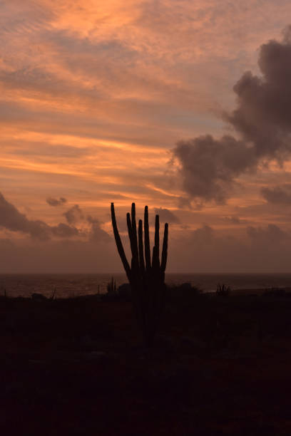 istock Cactus Silhouetted at Sunrise in Aruba 1144151727