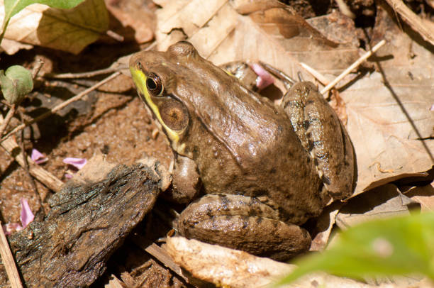 istock Green frog on fallen leaves 1144152029