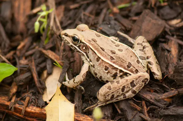 Photo of A southern leopard frog