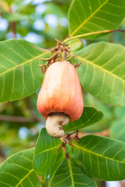 istock Cashew nuts growing on a tree This extraordinary nut grows outside the fruit 1144153069
