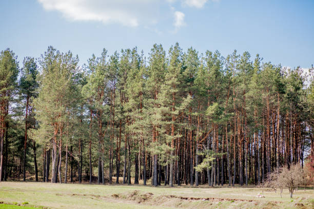 Early morning with sunrise in pine forest.