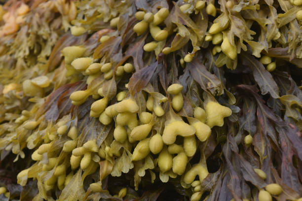 istock Seaweed on a Beach in Maine 1144153447