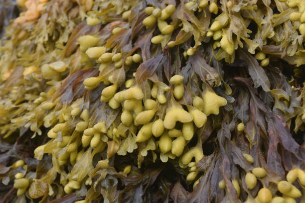 istock Seaweed on a Beach in Maine 1144153543