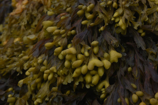 istock Seaweed on a Beach in Maine 1144153546