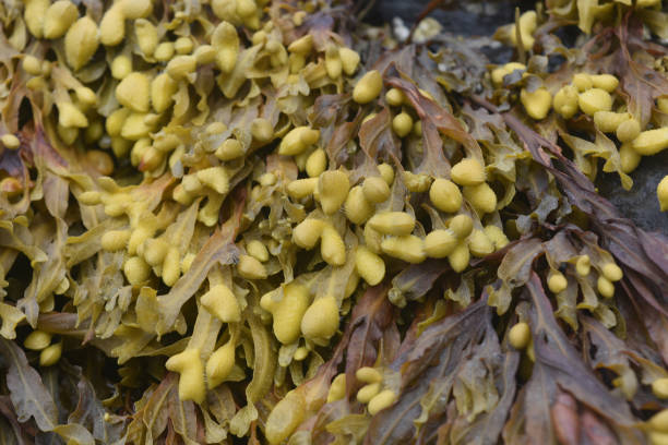 istock Seaweed on a Beach in Maine 1144153580