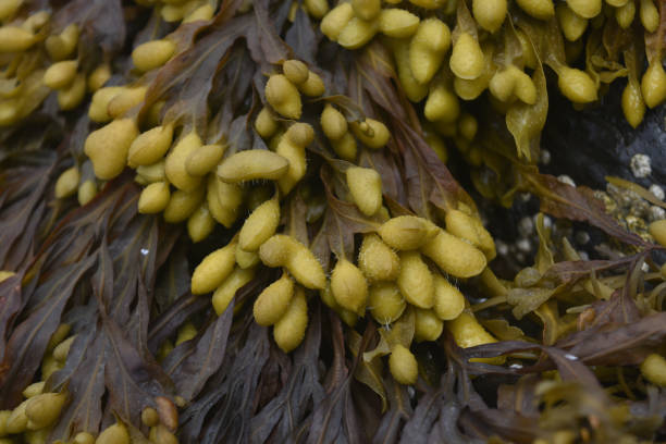 istock Seaweed on a Beach in Maine 1144153619