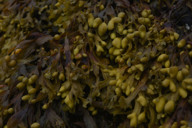 istock Seaweed on a Beach in Maine 1144153687