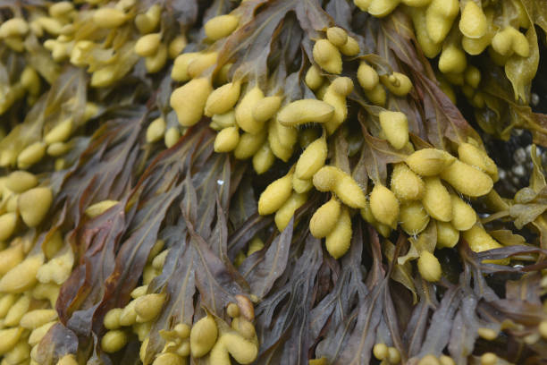 istock Seaweed on a Beach in Maine 1144153691