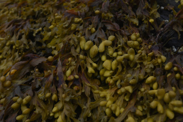 istock Seaweed on a Beach in Maine 1144153702