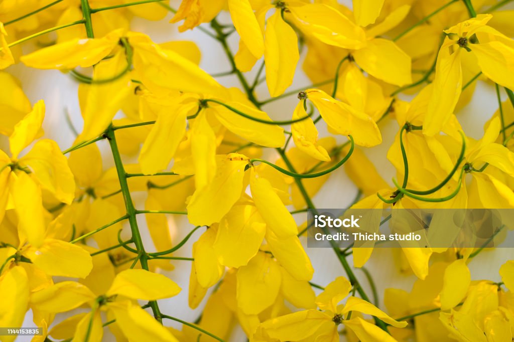 Yellow flower on Isolated white background, Javanese cassia flowers is from Thailand Architecture Stock Photo