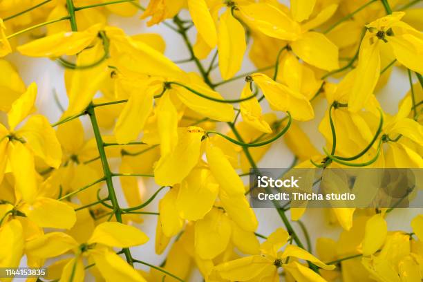 Yellow Flower On Isolated White Background Javanese Cassia Flowers Is From Thailand Stock Photo - Download Image Now