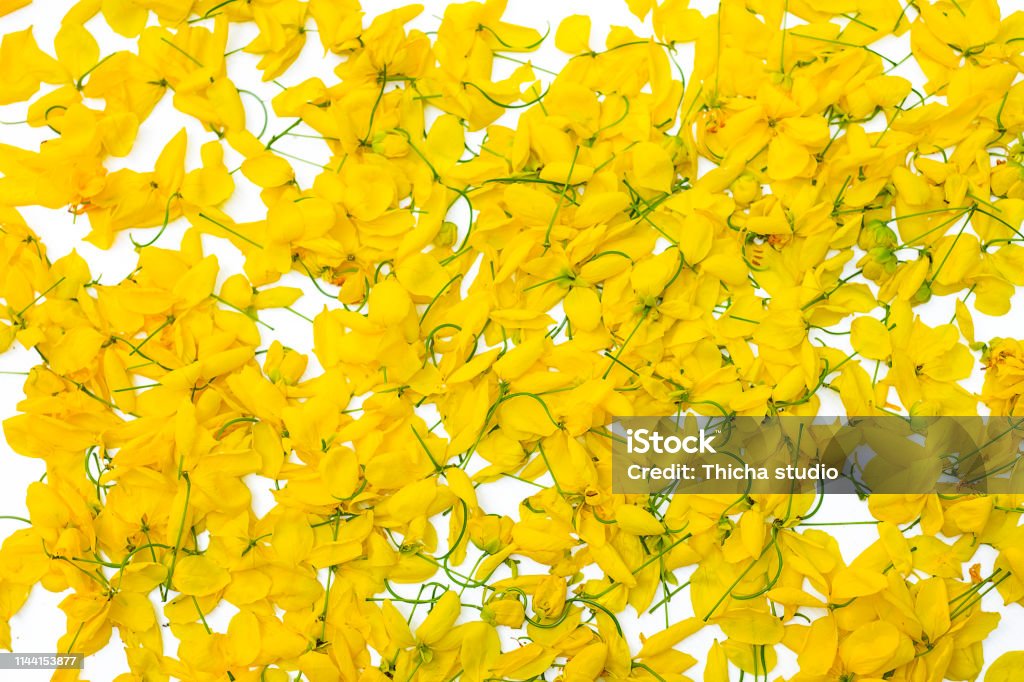 Yellow flower on Isolated white background, Javanese cassia flowers is from Thailand Architecture Stock Photo