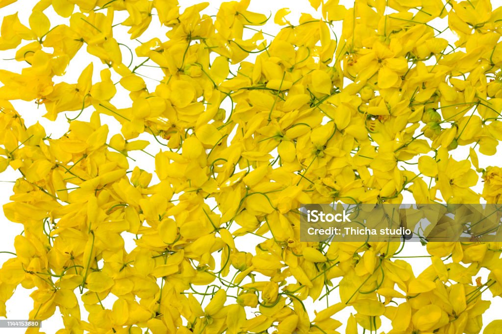 Yellow flower on Isolated white background, Javanese cassia flowers is from Thailand Architecture Stock Photo