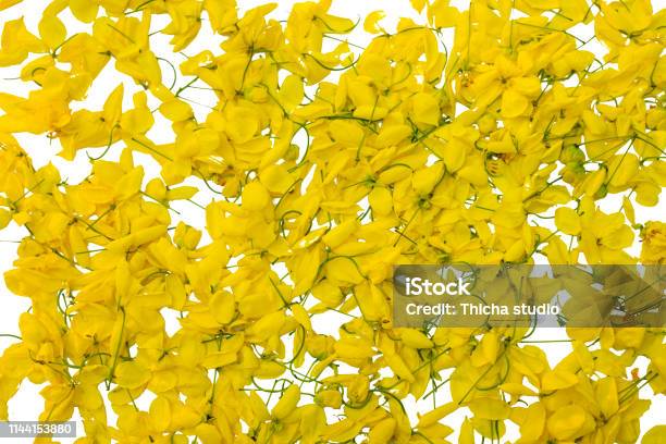 Yellow Flower On Isolated White Background Javanese Cassia Flowers Is From Thailand Stock Photo - Download Image Now