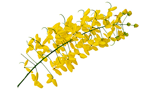 Yellow flower on Isolated white background, Javanese cassia flowers is from Thailand