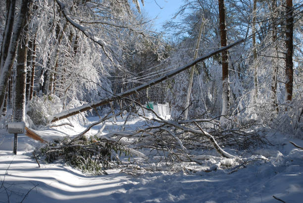 dégâts causés par une tempête de neige - blizzard ice damaged snow photos et images de collection