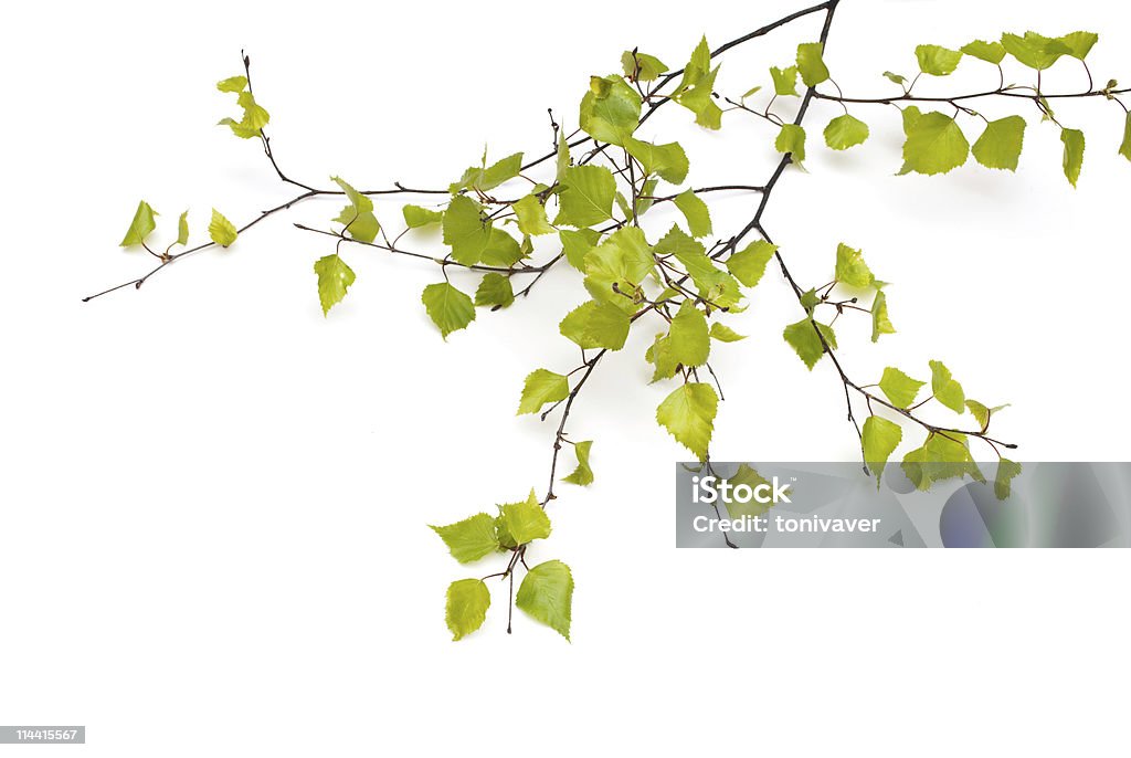 Birch - Foto de stock de Bosque - Floresta royalty-free