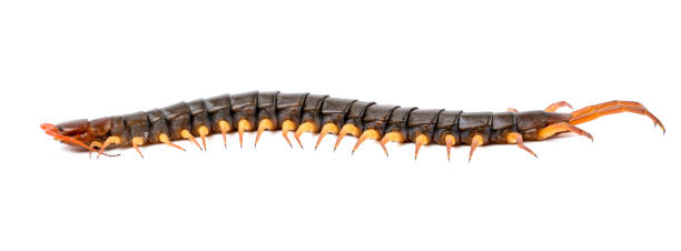istock centipede or chilopoda isolated on white background 1144155970