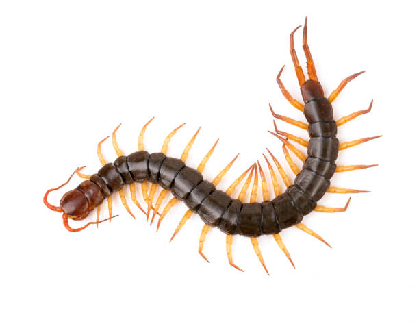 istock centipede or chilopoda isolated on white background 1144155977