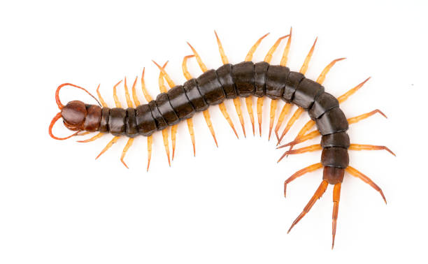 istock centipede or chilopoda isolated on white background 1144156221