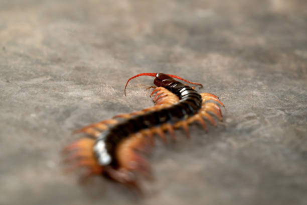 The Giant red Centipede dangerous animal in the Garden.